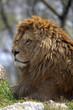 Leone