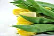 tulpen