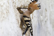Upupa,hoopoe,