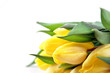 tulpen-blume