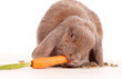 Osterhase mit Möhre