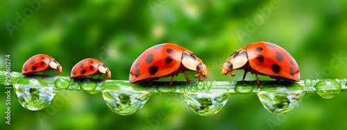 Photo: Ladybugs family on a grass bridge. Ladybugs family on a grass bridge.