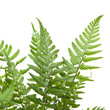 delicate light green fern leaves; delicate light green fern leaves;