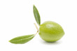 green olive