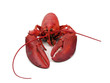 Photo: lobster - steamed lobster - steamed