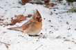 Female cardinal looking for seeds on snow