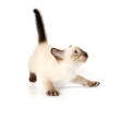 Funny kitten Funny kitten