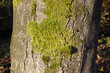 Bemooster Baum Bemooster Baum