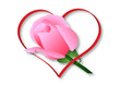 Rose Saint Valentin