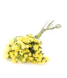 Statice flowers - Limonium Sinuatum