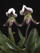 Foto: Two Lady's Slippers. Two Lady's Slippers.