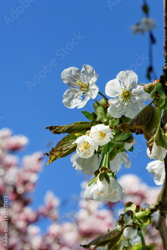Photo: Cherry blossom. Cherry blossom.