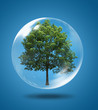 Tree in a bubble