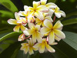 Foto: Temple Flower Temple Flower