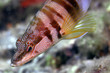 pesce
