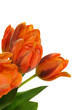 Tulpenstrauß