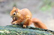 Eichhörnchen