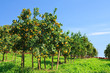 Orange garden in northern Thailand