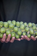 A man holding a stalk of brussels sprouts