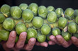 A man holding a stalk of brussels sprouts