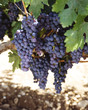 Grape Branch