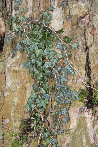 Foto: Efeuranke am Fuss einer Platane Efeuranke am Fuss einer Platane