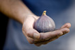 A man holding a fig, close-up