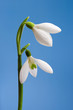 Snowdrops Snowdrops