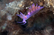 nudibranco