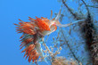 nudibranco