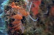 nudibranco