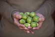 A man holding a handful of brussels sprouts
