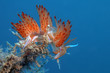 nudibranco