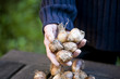 A man holding flower bulbs