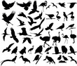 Vector illustration of various birds silhouettes Vector illustration of various birds silhouettes