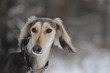 Photo: Hundeportrait Hundeportrait