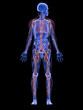 männliche Anatomie mit Lymphsystem