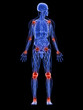 männliche Anatomie mit schmerzenden Gelenken männliche Anatomie mit schmerzenden Gelenken
