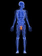 männliche Anatomie - markierter Penis männliche Anatomie - markierter Penis
