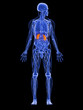 männliche Anatomie - markierte Nieren
