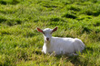 kid in grass