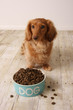 Hungry dog and food.