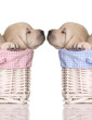 Puppy love
