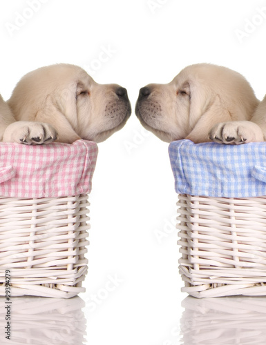 Photo: Puppy love Puppy love