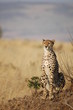 Cheetah (Acinonyx jubatus)