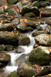 Smoky Mountain Stream