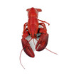 Photo: lobster - steamed 2 lobster - steamed 2