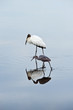 Wood Crand and Blue Heron
