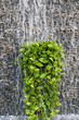 Stream of water on a brick wall with green leaf Stream of water on a brick wall with green leaf