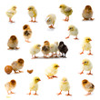 Set of chickens
